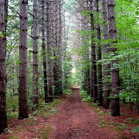Prescott & Russell Recreational Trail